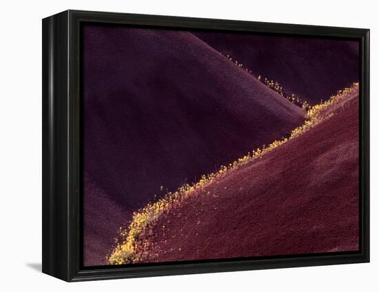 Flowers in the Gullies, Painted Hills, John Day Fossil Beds National Monument, Oregon, USA-Charles Sleicher-Framed Premier Image Canvas