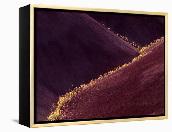 Flowers in the Gullies, Painted Hills, John Day Fossil Beds National Monument, Oregon, USA-Charles Sleicher-Framed Premier Image Canvas