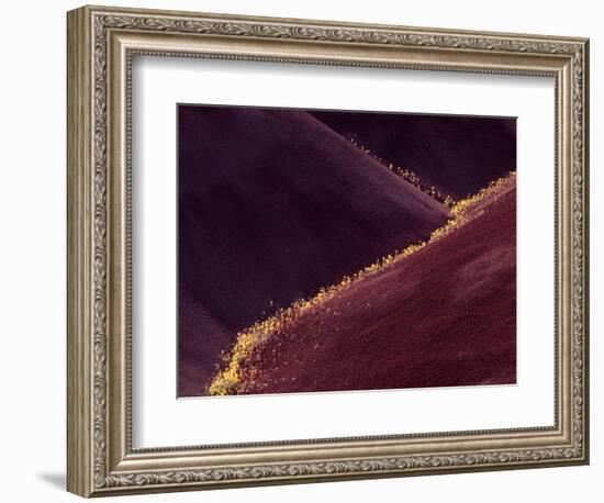 Flowers in the Gullies, Painted Hills, John Day Fossil Beds National Monument, Oregon, USA-Charles Sleicher-Framed Photographic Print