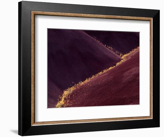 Flowers in the Gullies, Painted Hills, John Day Fossil Beds National Monument, Oregon, USA-Charles Sleicher-Framed Photographic Print