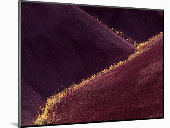 Flowers in the Gullies, Painted Hills, John Day Fossil Beds National Monument, Oregon, USA-Charles Sleicher-Mounted Photographic Print