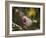 Flowers in the Jungle Mountains of the Serra Da Mantiqueira-Alex Saberi-Framed Photographic Print