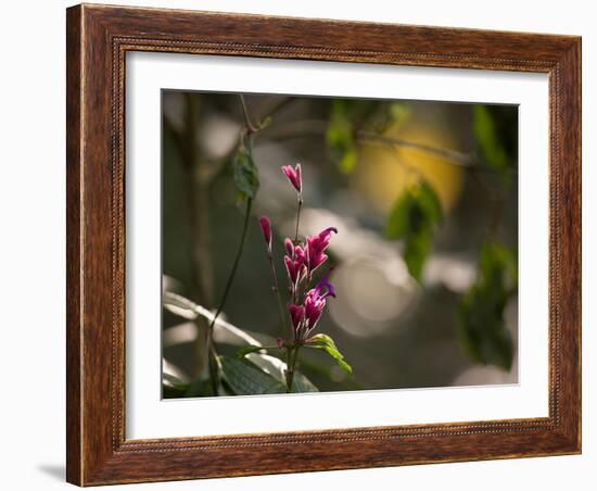 Flowers in the Jungle Mountains of the Serra Da Mantiqueira-Alex Saberi-Framed Photographic Print
