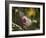 Flowers in the Jungle Mountains of the Serra Da Mantiqueira-Alex Saberi-Framed Photographic Print