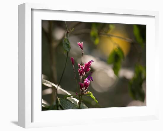 Flowers in the Jungle Mountains of the Serra Da Mantiqueira-Alex Saberi-Framed Photographic Print