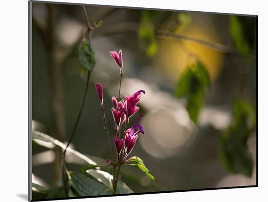 Flowers in the Jungle Mountains of the Serra Da Mantiqueira-Alex Saberi-Mounted Photographic Print
