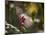 Flowers in the Jungle Mountains of the Serra Da Mantiqueira-Alex Saberi-Mounted Photographic Print