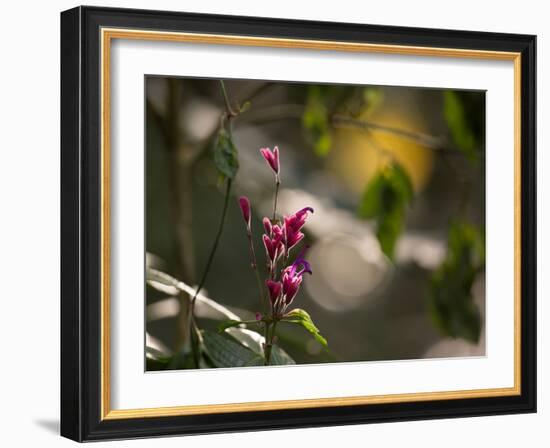 Flowers in the Jungle Mountains of the Serra Da Mantiqueira-Alex Saberi-Framed Photographic Print