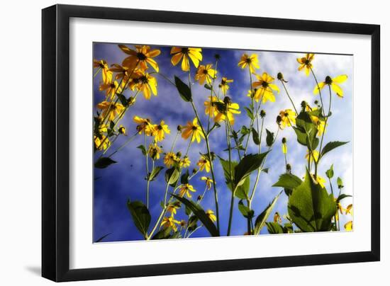 Flowers in the Sun I-Alan Hausenflock-Framed Photographic Print