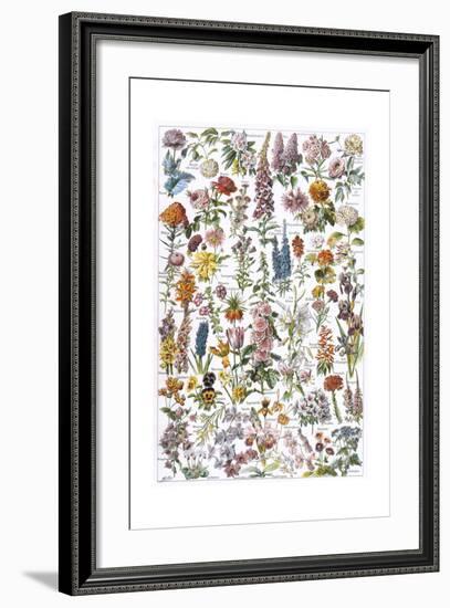 Flowers, Larousse 1913-A Millot-Framed Giclee Print