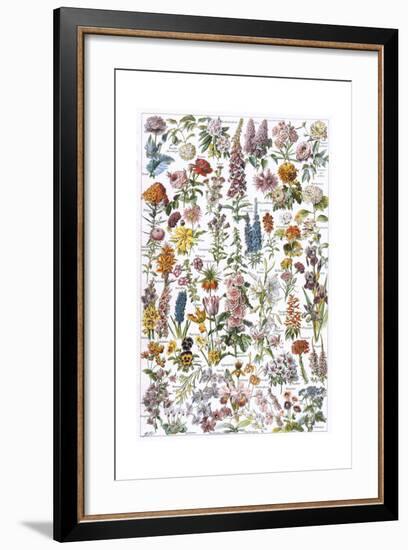 Flowers, Larousse 1913-A Millot-Framed Giclee Print