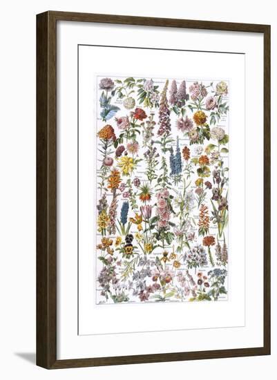 Flowers, Larousse 1913-A Millot-Framed Giclee Print