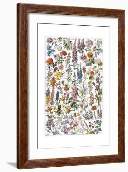 Flowers, Larousse 1913-A Millot-Framed Giclee Print