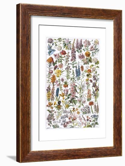 Flowers, Larousse 1913-A Millot-Framed Giclee Print