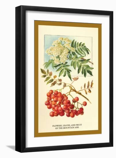 Flowers, Leaves, and Fruit of the Mountian Ash-W.h.j. Boot-Framed Art Print