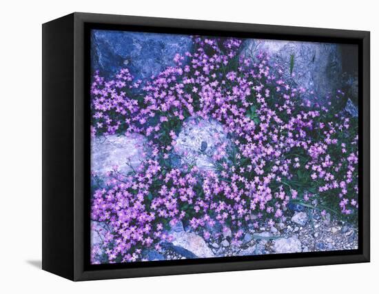 Flowers, Malcolmie, Malcolmia Spec., Stones-Thonig-Framed Premier Image Canvas