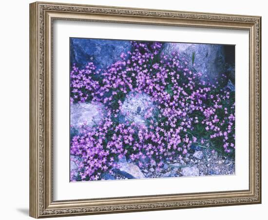 Flowers, Malcolmie, Malcolmia Spec., Stones-Thonig-Framed Photographic Print