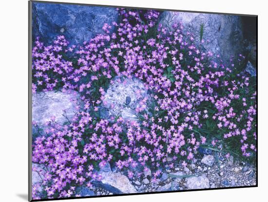 Flowers, Malcolmie, Malcolmia Spec., Stones-Thonig-Mounted Photographic Print