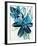 Flowers of Azure II-Angela Maritz-Framed Art Print