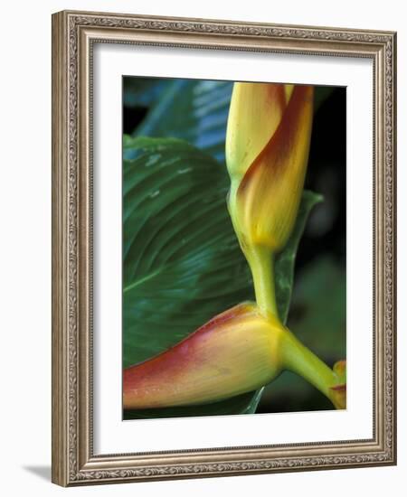 Flowers of Heliconia in the Carara Biological Reserve, Costa Rica-Scott T. Smith-Framed Photographic Print