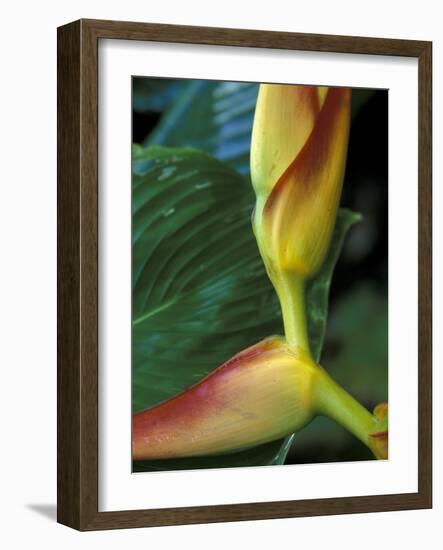 Flowers of Heliconia in the Carara Biological Reserve, Costa Rica-Scott T. Smith-Framed Photographic Print