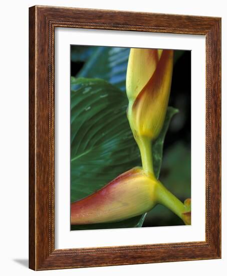 Flowers of Heliconia in the Carara Biological Reserve, Costa Rica-Scott T. Smith-Framed Photographic Print