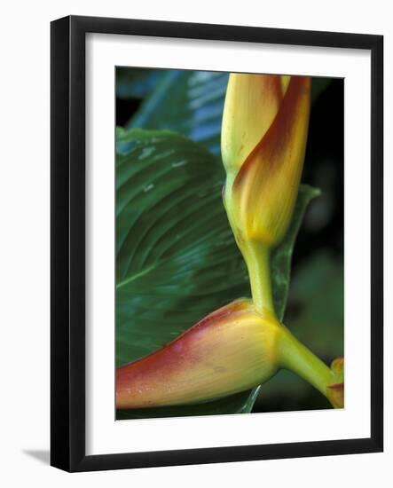 Flowers of Heliconia in the Carara Biological Reserve, Costa Rica-Scott T. Smith-Framed Photographic Print