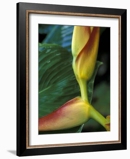 Flowers of Heliconia in the Carara Biological Reserve, Costa Rica-Scott T. Smith-Framed Photographic Print