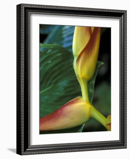 Flowers of Heliconia in the Carara Biological Reserve, Costa Rica-Scott T. Smith-Framed Photographic Print