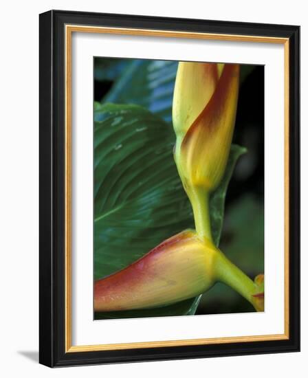 Flowers of Heliconia in the Carara Biological Reserve, Costa Rica-Scott T. Smith-Framed Photographic Print