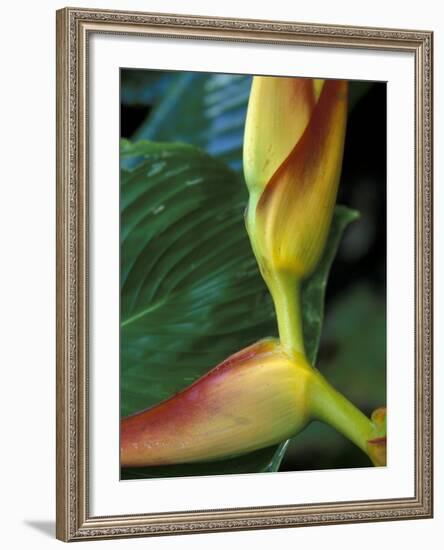 Flowers of Heliconia in the Carara Biological Reserve, Costa Rica-Scott T. Smith-Framed Photographic Print