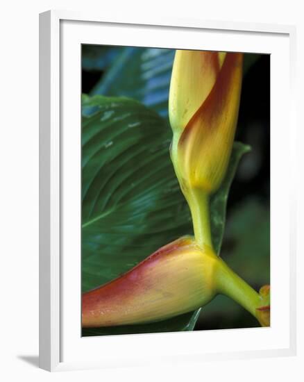 Flowers of Heliconia in the Carara Biological Reserve, Costa Rica-Scott T. Smith-Framed Photographic Print