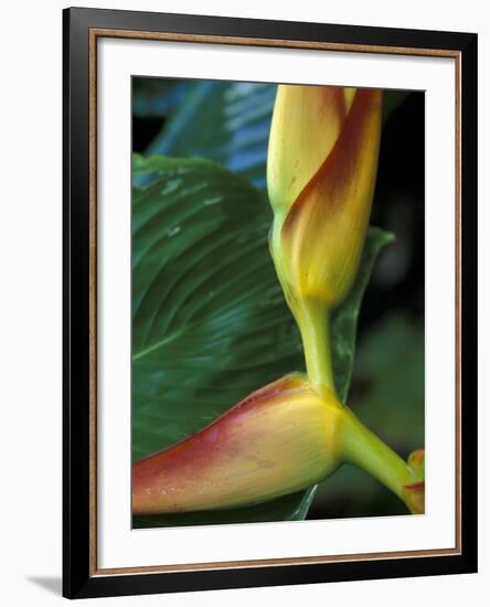 Flowers of Heliconia in the Carara Biological Reserve, Costa Rica-Scott T. Smith-Framed Photographic Print