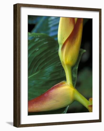 Flowers of Heliconia in the Carara Biological Reserve, Costa Rica-Scott T. Smith-Framed Photographic Print