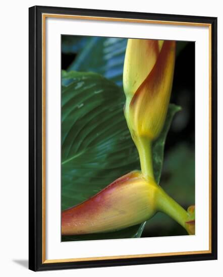 Flowers of Heliconia in the Carara Biological Reserve, Costa Rica-Scott T. Smith-Framed Photographic Print