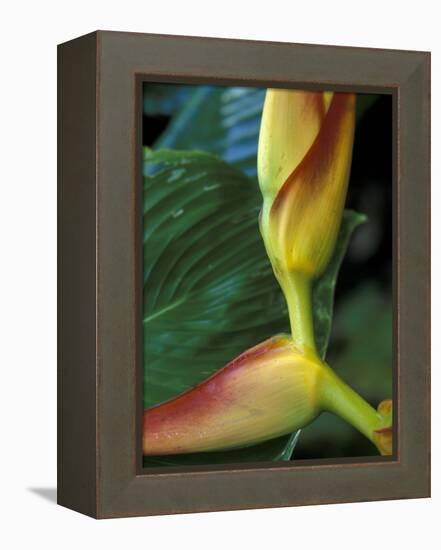 Flowers of Heliconia in the Carara Biological Reserve, Costa Rica-Scott T. Smith-Framed Premier Image Canvas