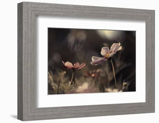 Flowers of innocence-Fabien BRAVIN-Framed Photographic Print