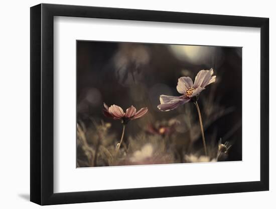 Flowers of innocence-Fabien BRAVIN-Framed Photographic Print