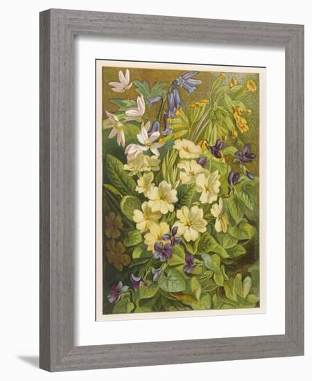 Flowers of March and April: Viola-null-Framed Art Print