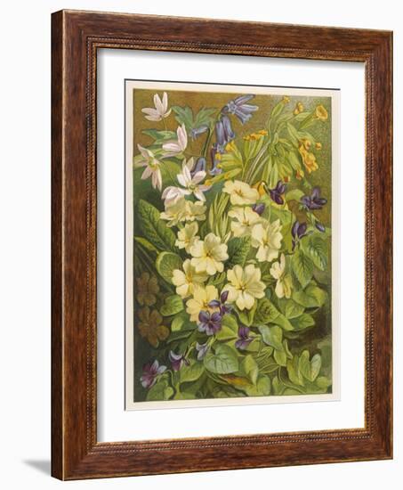 Flowers of March and April: Viola-null-Framed Art Print