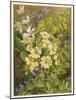 Flowers of March and April: Viola-null-Mounted Art Print