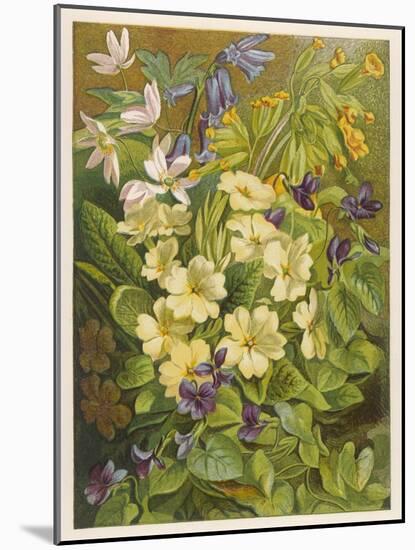Flowers of March and April: Viola-null-Mounted Art Print