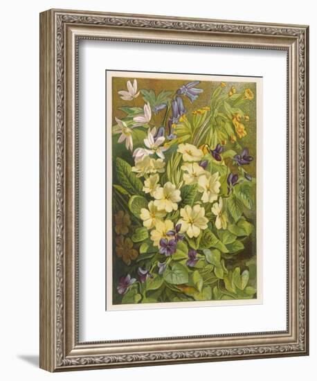Flowers of March and April: Viola-null-Framed Premium Giclee Print