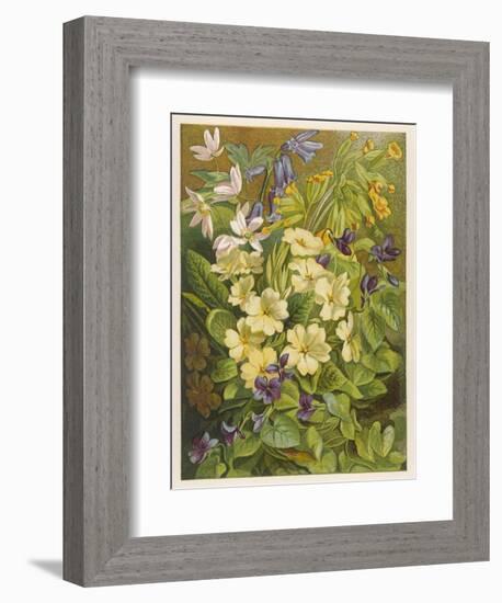 Flowers of March and April: Viola-null-Framed Premium Giclee Print