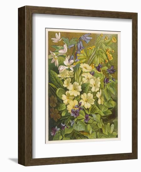 Flowers of March and April: Viola-null-Framed Premium Giclee Print