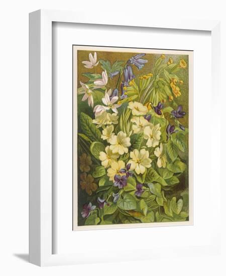 Flowers of March and April: Viola-null-Framed Premium Giclee Print