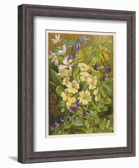 Flowers of March and April: Viola-null-Framed Art Print