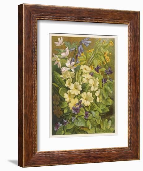 Flowers of March and April: Viola-null-Framed Art Print