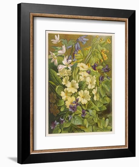 Flowers of March and April: Viola-null-Framed Art Print