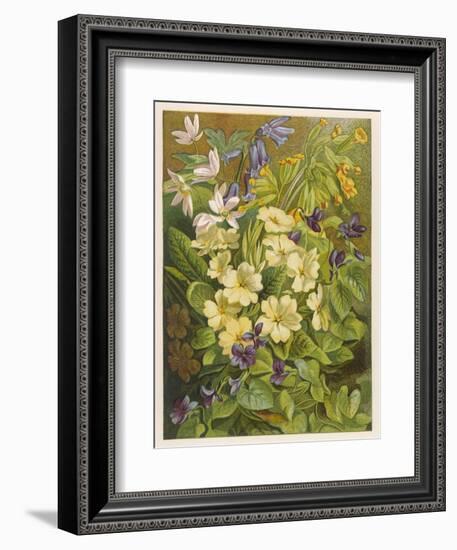 Flowers of March and April: Viola-null-Framed Art Print